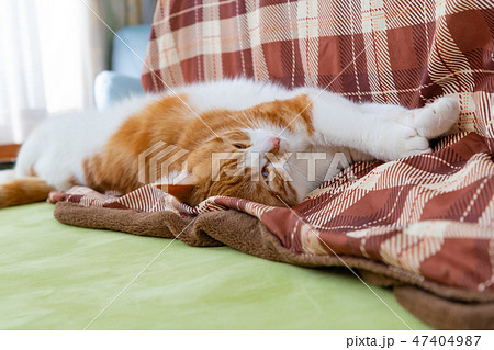 こたつの横でごろごろする茶白ネコ こたつの横でごろごろする茶白ネコ 47404987