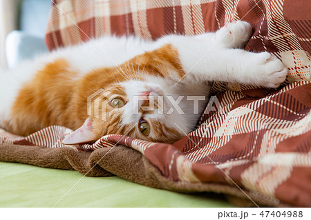 こたつの横でごろごろする茶白ネコ こたつの横でごろごろする茶白ネコ 47404988