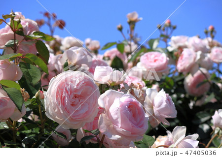 5月の薔薇 47405036