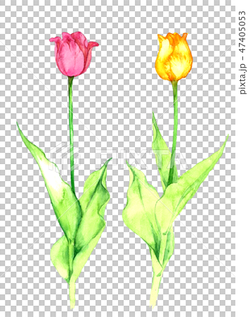 Tulip 47405053