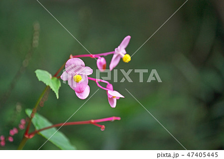 ピンクのシュウカイドウの花 ピンクのシュウカイドウの花 47405445