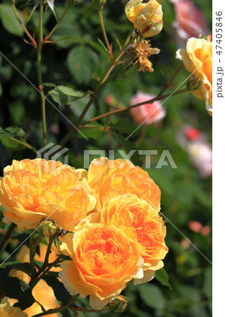5月の薔薇 47405846