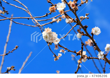 徳川園で見つけた桜の花(愛知県) 徳川園で見つけた桜の花(愛知県) 47406206