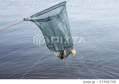 the fisherman pulls out a trout a net from a pond the fisherman pulls out a trout a net from a pond 47406706