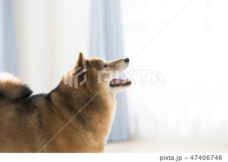笑顔の柴犬 横顔の写真素材