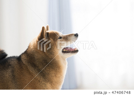 笑顔の柴犬 横顔の写真素材