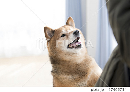 笑顔の柴犬の写真素材