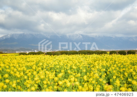 早春の菜の花 47406925