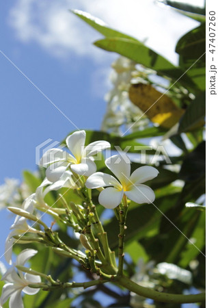 ハワイのプルメリア ハワイのプルメリア 47407260