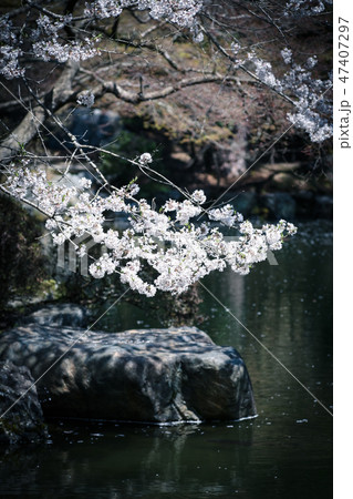 醍醐寺伽藍のソメイヨシノ桜 醍醐寺伽藍のソメイヨシノ桜 47407297