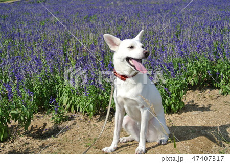 犬とラベンダー畑の写真素材