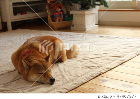 寝ている柴犬 47407577