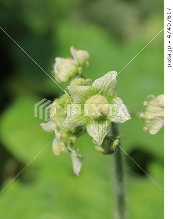 アレチウリの雄花 アレチウリの雄花 47407617