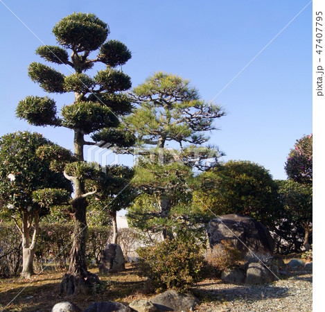 冬剪定後の和風の庭 冬剪定後の和風の庭 47407795