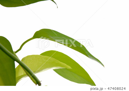 ポトス　ポトスの葉　観葉植物 47408024