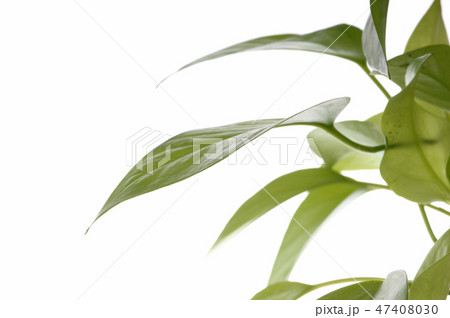 ポトス　ポトスの葉　観葉植物 47408030