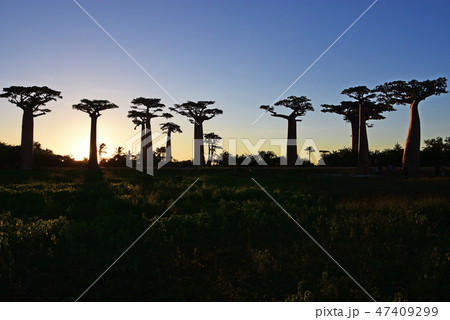 マダガスカルのバオバブ街道 47409299