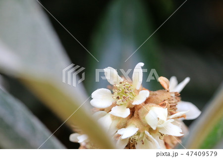 初冬に咲く枇杷の花 47409579