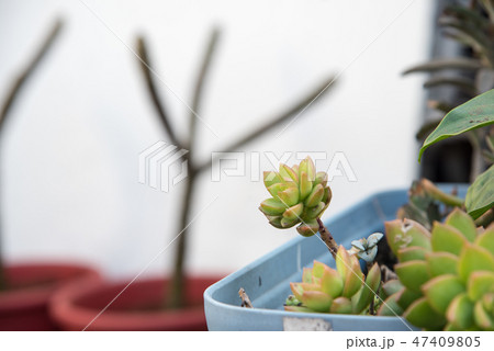 農耕 農業 背景 47409805