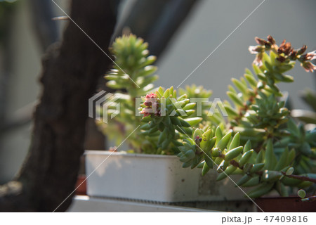 農耕 農業 背景 47409816