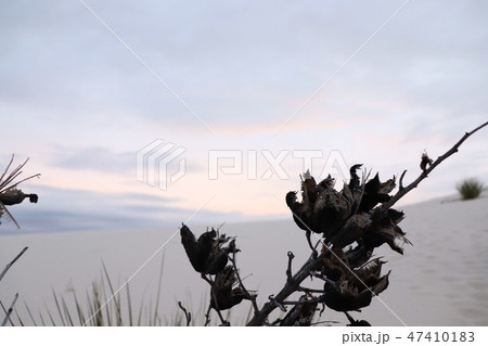 夕暮れの白い砂漠と植物 夕暮れの白い砂漠と植物 47410183