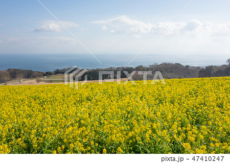 兵庫県・花さじき・菜の花 兵庫県・花さじき・菜の花 47410247