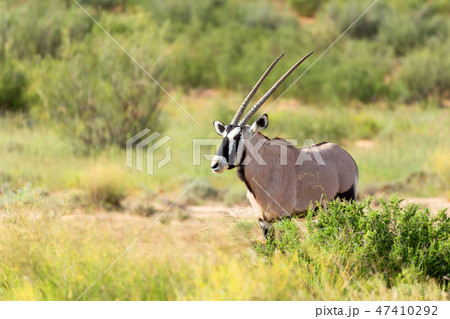 Gemsbok, Oryx gazella in Kalahari Gemsbok, Oryx gazella in Kalahari 47410292