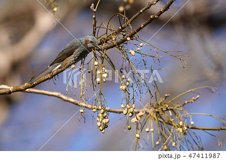 ヒヨドリ 47411987