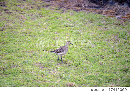 ハワイの野鳥、コーレア（ムナグロ）、Pacific Golden-Plover 47412060