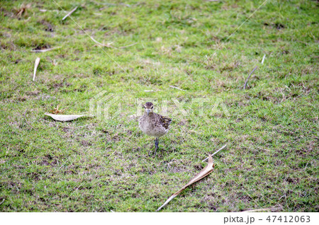 ハワイの野鳥、コーレア(ムナグロ)、Pacific Golden-Plover ハワイの野鳥、コーレア(ムナグロ)、Pacific Golden-Plover 47412063
