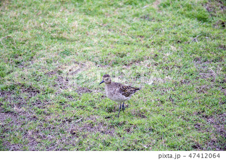 ハワイの野鳥、コーレア（ムナグロ）、Pacific Golden-Plover 47412064