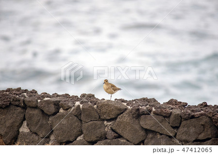 ハワイの野鳥、コーレア（ムナグロ）、Pacific Golden-Plover 47412065