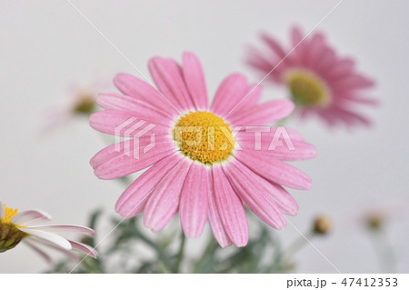 マーガレット 47412353