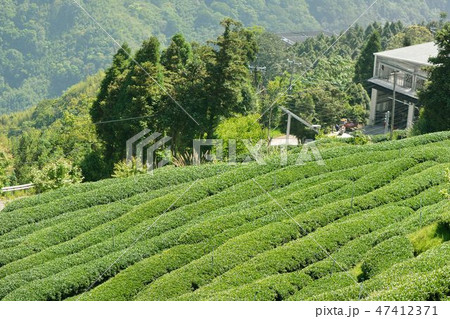 台湾 ウーロン茶 烏龍茶 47412371
