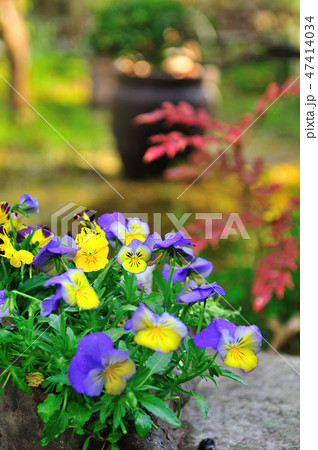庭の可憐な花ビオラ 47414034