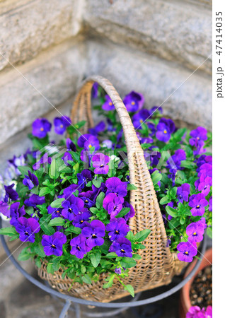 バケットに入った可憐な花ビオラ 47414035