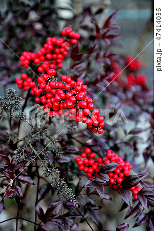 ナンテンの赤くて綺麗な実、難を転じる力強い色 47414036