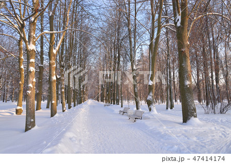 Park alley at winter. 47414174