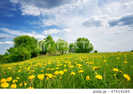 Field with dandelions and blue sky 47414284