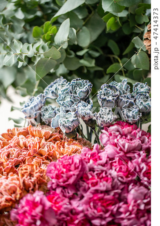 carnation flowers of different varieties and colors. Bunch pastel color. the concept of a florist in carnation flowers of different varieties and colors. Bunch pastel color. the concept of a florist in 47414373
