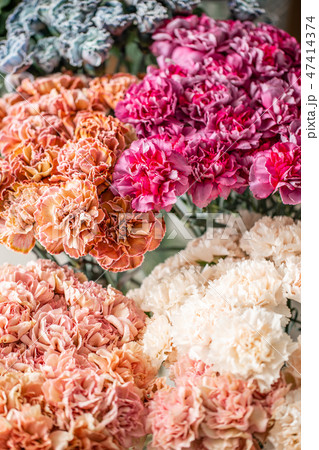 carnation flowers of different varieties and colors. Bunch pastel color. the concept of a florist in carnation flowers of different varieties and colors. Bunch pastel color. the concept of a florist in 47414374