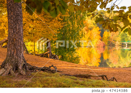 The shore of a lake in an autumn park 47414386