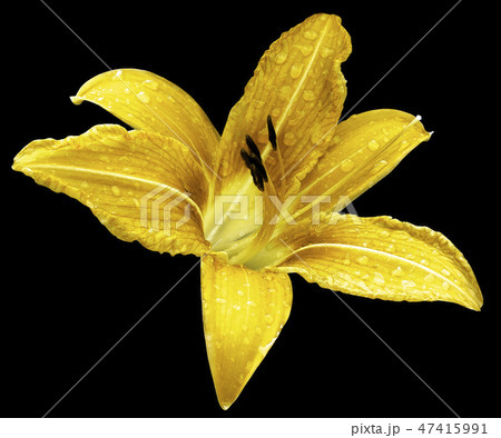 Yellow flower lily black isolated background Yellow flower lily black isolated background 47415991