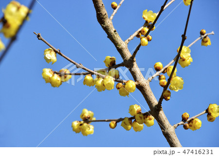 黄色いロウバイの花 47416231