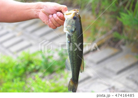 ブラックバスを釣った男性 47416485