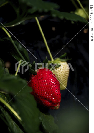 苺　スカイベリー　 47416591