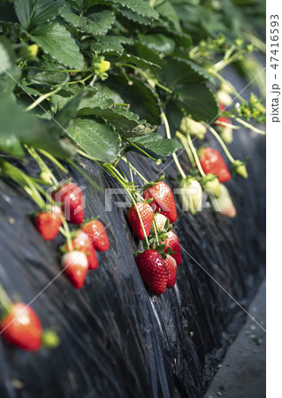 苺 スカイベリー 苺 スカイベリー 47416593