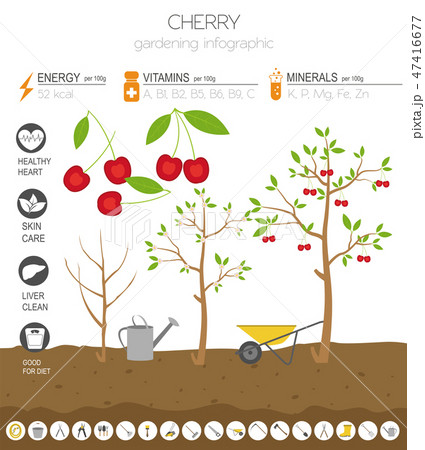 Cherry beneficial features graphic template 47416677