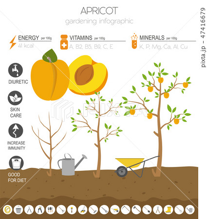 Apricot beneficial features graphic template 47416679