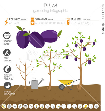 Plum beneficial features graphic template 47416680